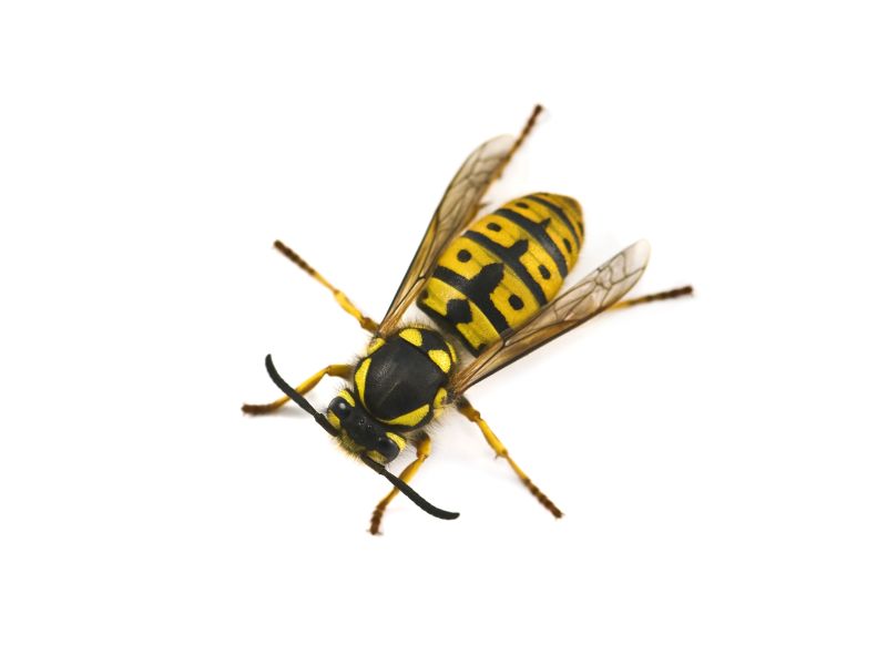 Guêpes, abeilles ou frêlons.